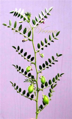  Branch bearing leaves and legumes